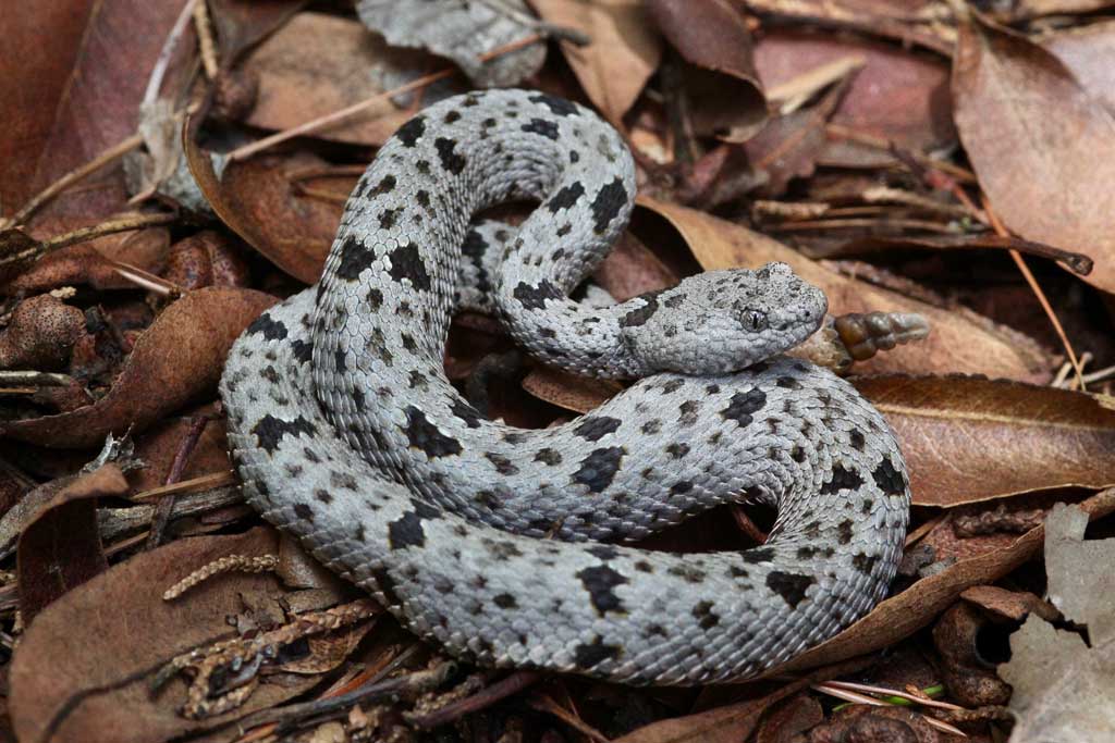 Snake